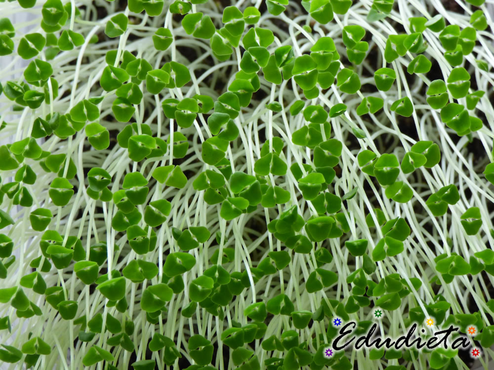 Germinados
